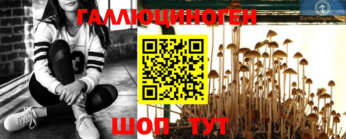Псилоцибиновые грибы Psilocybe Тихвин